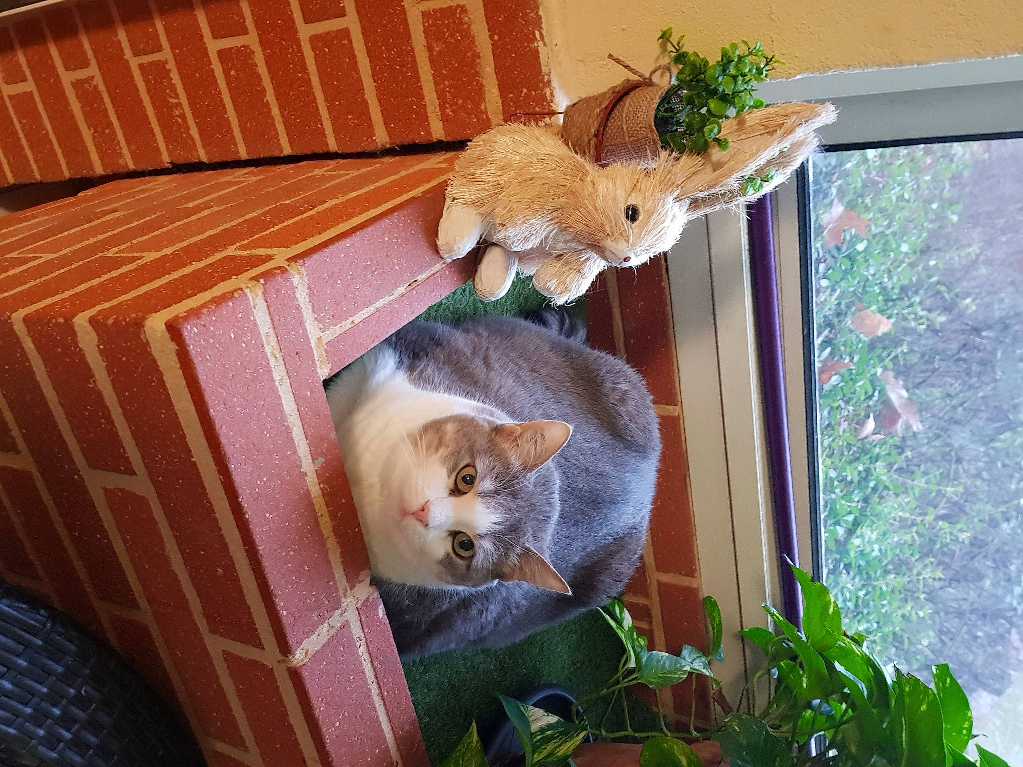 Channel participe au concours pour gagner de l'argent avec cette photo : animal_shelter, carnivore, cat, cat_supply, chair, domestic_short_haired_cat, fawn, felidae, flowerpot, grass, hardwood, houseplant, outdoor_furniture, pet_supply, plant, small_to_medium_sized_cats, tail, whiskers, window, wood