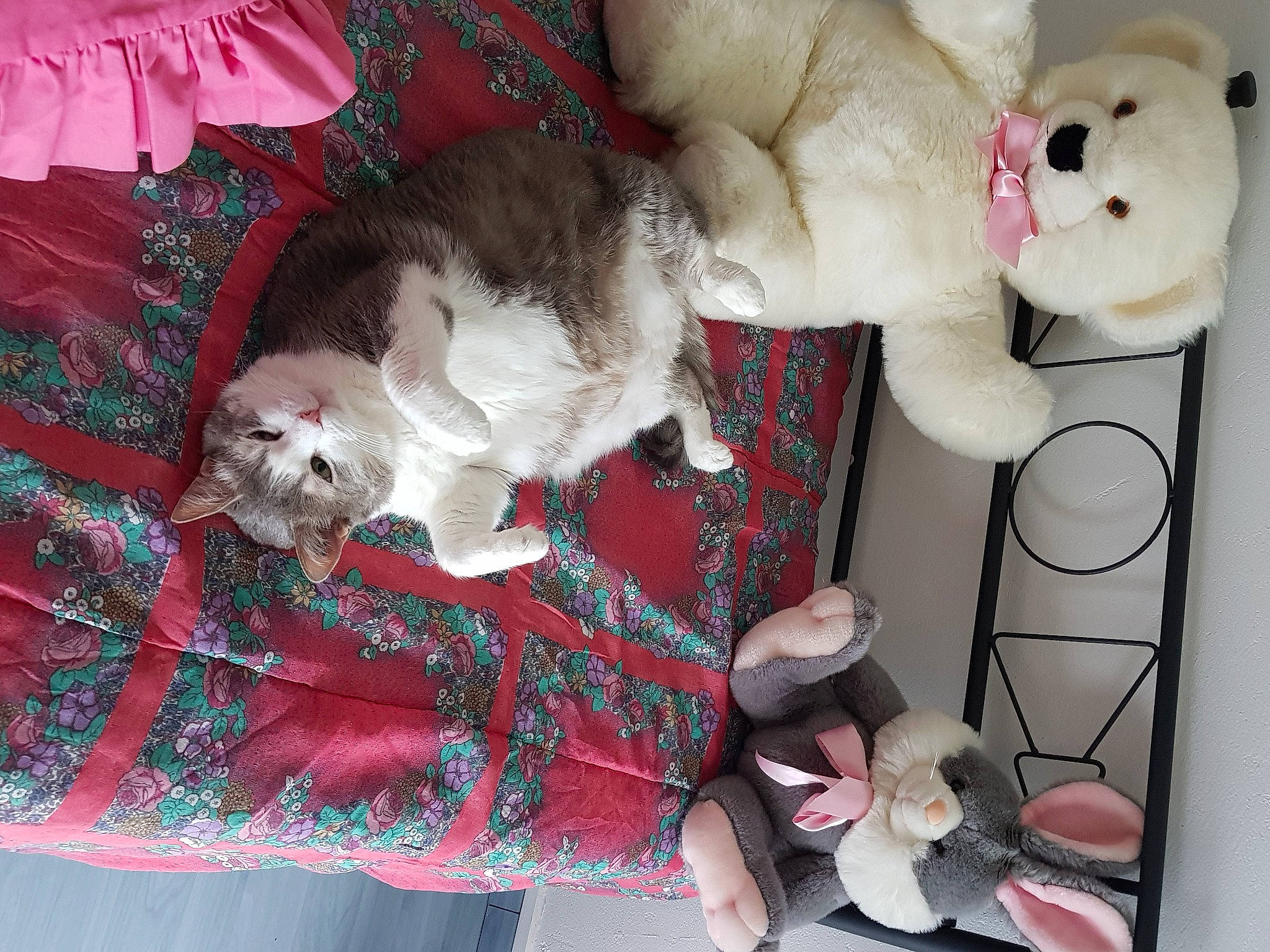 Channel a rejoint le concours — aidez-le/la à gagner de superbes lots ! canidae, carnivore, comfort, companion_dog, dog, dog_breed, felidae, fur, mammal, pattern, paw, small_to_medium_sized_cats, sporting_group, stuffed_toy, tail, terrier, toy, toy_dog, vertebrate, white