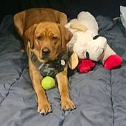 Lil Ann joined the competition — help win amazing prizes! dog, stuffed_animal, toy, bed, blanket, brown_dog, tennis_ball, indoor, pet, canine, lying_down, fur, paws, companion, resting, plush, red, gray, comfort, animal