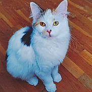 Piper joined the competition — help win amazing prizes! cat, white_cat, heterochromia, orange_eye, green_eye, fluffy_fur, pet, indoor, wooden_floor, sitting, curious, feline, animal, cute, domestic_cat, whiskers, ears, paws, fur_texture, looking_up