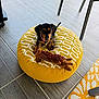 animal, black_dog, chair_leg, cute, dog, domestic, floor_tiles, indoor, looking_up, modern_floor, patterned_cushion, pet, pink_collar, plush_toy, puppy, sitting, small_dog, tan_markings, toy, yellow_cushion