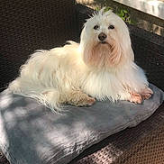Heliot a rejoint le concours — aidez-le/la à gagner de superbes lots ! dog, white_dog, fluffy, cushion, chair, outdoor, pet, resting, sunlight, shadow, woven_chair, relaxing, fur, animal, portrait, small_dog, calm, cozy, garden, domestic_animal