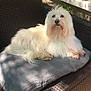 dog, white_dog, fluffy, cushion, chair, outdoor, pet, resting, sunlight, shadow, woven_chair, relaxing, fur, animal, portrait, small_dog, calm, cozy, garden, domestic_animal