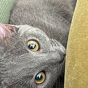 Moon a rejoint le concours — aidez-le/la à gagner de superbes lots ! cat, gray_cat, close_up, whiskers, eyes, fur, pet, animal, curious, cushion, soft_texture, indoor, feline, face, portrait, domestic_cat, relaxed, resting, cozy, cute