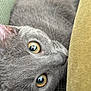 animal, cat, close_up, cozy, curious, cushion, cute, domestic_cat, eyes, face, feline, fur, gray_cat, indoor, pet, portrait, relaxed, resting, soft_texture, whiskers