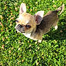 Baïko a rejoint le concours — aidez-le/la à gagner de superbes lots ! adorable, animal, chihuahua, clover, cute, daylight, dog, ears, fur, grass, greenery, looking_up, nature, outdoor, pet, puppy, small_dog, sunlight, tiny, young_dog