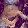 Baïko a rejoint le concours — aidez-le/la à gagner de superbes lots ! adorable, animal, closeup, cozy, cute, dog, domestic_animal, floral_pattern, fur, mammal, paw, pet, puppy, relaxed, resting, sleep, sleeping, small_dog, snout, tongue_out
