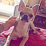 Baïko a rejoint le concours — aidez-le/la à gagner de superbes lots ! animal, bed, blanket, brown_and_white, camera, chihuahua, curtains, dog, hand, home, indoors, large_ears, pet, petting, portrait, short_hair, sitting, small_dog, sunlight, window