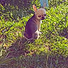 animal, backyard, canine, chihuahua, cute, daytime, dog, ears, grass, greenery, ground, nature, outdoor, pet, plastic_chair, shadow, sitting, small_dog, sunlight, sunny