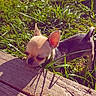 Baïko a rejoint le concours — aidez-le/la à gagner de superbes lots ! animal, chihuahua, curious, daylight, dog, ears, fence, grass, hand, nature, outdoor, pet, puppy, shadow, small_dog, sniffing, sunlight, texture, wood, young_dog