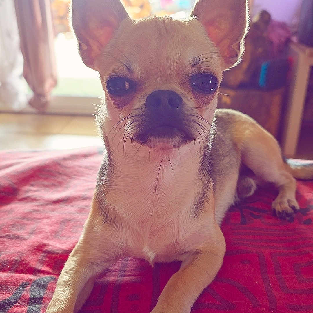Baïko