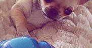 Baïko participe au concours pour gagner de l'argent avec cette photo : animal, beige, blanket, blue_toy, brown, chihuahua, closeup, cozy, curious, cute, dog, fur, indoor, lying_down, pet, puppy, relaxed, small_dog, soft_texture, toy