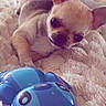 animal, beige, blanket, blue_toy, brown, chihuahua, closeup, cozy, curious, cute, dog, fur, indoor, lying_down, pet, puppy, relaxed, small_dog, soft_texture, toy
