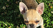 Baïko participe au concours pour gagner de l'argent avec cette photo : animal, canine, clover, curious, cute, daylight, dog, ears, flower, fur, grass, greenery, nature, outdoor, pet, puppy, small_dog, sunlight, tail, young