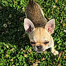 animal, canine, clover, curious, cute, daylight, dog, ears, flower, fur, grass, greenery, nature, outdoor, pet, puppy, small_dog, sunlight, tail, young