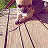 animal, chihuahua, close_up, cute, daylight, dog, ears, fur, grass, nature, outdoor, pet, playful, puppy, resting, small_dog, snout, sunlight, wooden_deck, young_dog