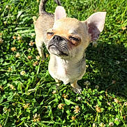 Baïko participe au concours pour gagner de l'argent avec cette photo : adorable, animal, chihuahua, closeup, cute, dog, ears, flower, grass, greenery, nature, outdoor, pet, small_dog, snout, standing, summer, sunlight, sunny, tiny