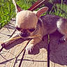 animal, canine, chewing, chihuahua, closeup, cute, daylight, dog, grass, nature, outdoor, pet, playful, puppy, resting, small_dog, summer, sunlight, wooden_deck, young_dog