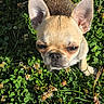 Baïko a rejoint le concours — aidez-le/la à gagner de superbes lots ! animal, canine, close_up, clover, cute, daylight, dog, ears, flower, grass, greenery, nature, outdoor, pet, puppy, small_dog, summer, sunlight, walking, young_dog