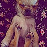 adorable, animal, chihuahua, close_up, cozy, cute, dog, floral_pattern, fur, hand, indoor, mammal, paws, pet, puppy, relaxed, resting, sleeping, small_dog, young_animal
