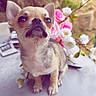 animal, chihuahua, cute, dog, ears, flowers, fur, grass, nature, nose, outdoor, pet, pink_flowers, portrait, puppy, small_dog, stone_wall, table, white_flowers, young_dog