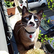 Sushi a rejoint le concours — aidez-le/la à gagner de superbes lots ! cat, blue_eyes, collar, red_bell, balcony, plants, potted_plants, hand, daylight, outdoor, urban, parked_cars, sidewalk, tree, leafy_branches, curious, pet, animal, close_up, sunlight