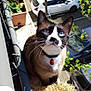 cat, blue_eyes, collar, red_bell, balcony, plants, potted_plants, hand, daylight, outdoor, urban, parked_cars, sidewalk, tree, leafy_branches, curious, pet, animal, close_up, sunlight