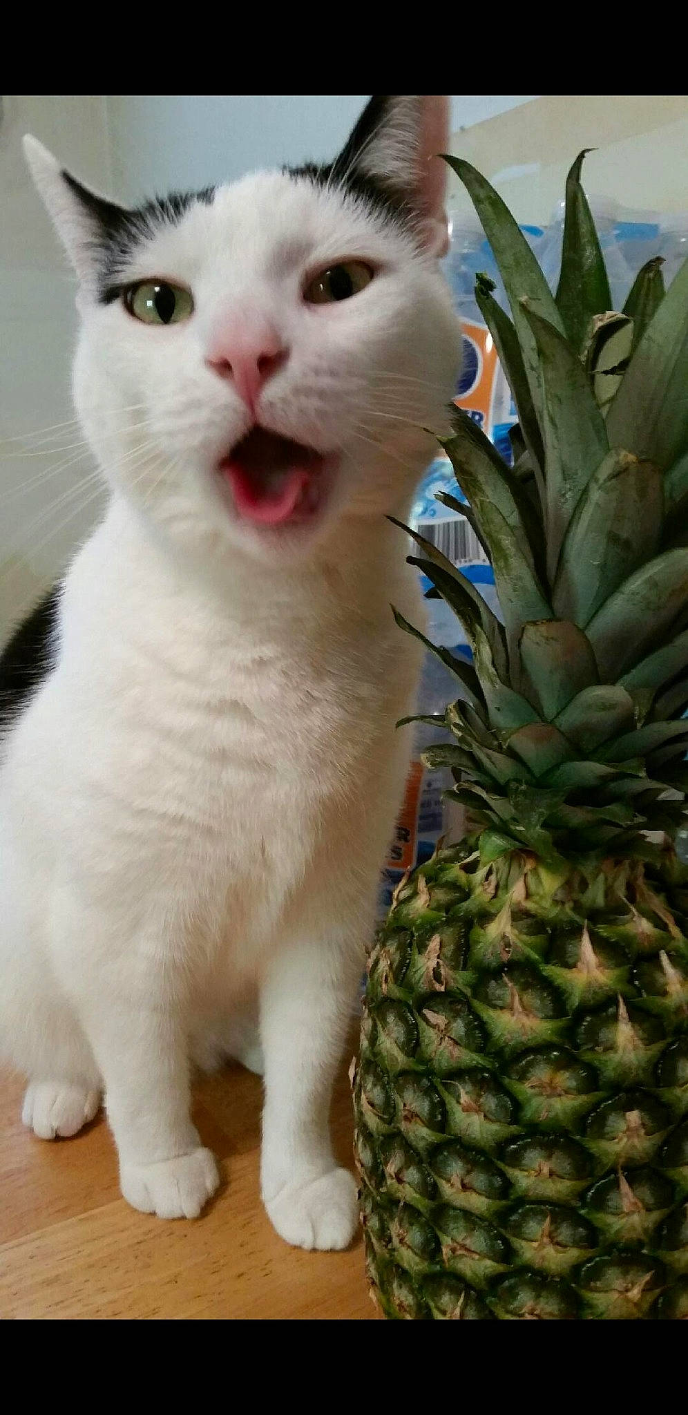 Beedub is registered to the contest to win money with this photo: ananas, arecales, carnivore, cat, domestic_short_haired_cat, felidae, food, fruit, fur, natural_foods, natural_material, pineapple, plant, produce, small_to_medium_sized_cats, snapshot, terrestrial_plant, vertebrate, whiskers, white