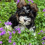 Aïko a rejoint le concours — aidez-le/la à gagner de superbes lots ! puppy, dog, flower, purple_flower, greenery, outdoor, nature, pet, cute, fur, animal, small_dog, garden, leaf, plant, adorable, wildflower, closeup, young_dog, fluffy