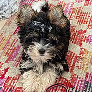 Aïko a rejoint le concours — aidez-le/la à gagner de superbes lots ! puppy, dog, fluffy, black_fur, white_fur, brown_fur, curious, lying_down, colorful_rug, patterned_rug, collar, pink, black, soft_blanket, indoor, pet, cute, small_dog, fur_texture, domestic_animal