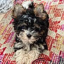 puppy, dog, fluffy, black_fur, white_fur, brown_fur, curious, lying_down, colorful_rug, patterned_rug, collar, pink, black, soft_blanket, indoor, pet, cute, small_dog, fur_texture, domestic_animal