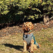 Copper is registered to the contest to win money with this photo: dog, sweater, grass, outdoor, sunlight, pet, canine, fur, collar, greenery, bush, nature, animal, cute, sitting, daylight, shadow, yard, winter, small_dog