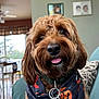 Copper is registered to the contest to win money with this photo: dog, brown_dog, bandana, halloween, pumpkin, indoor, couch, pillow, tongue_out, pet, closeup, fur, collar, keys, home, wall_art, window, chair, table, light