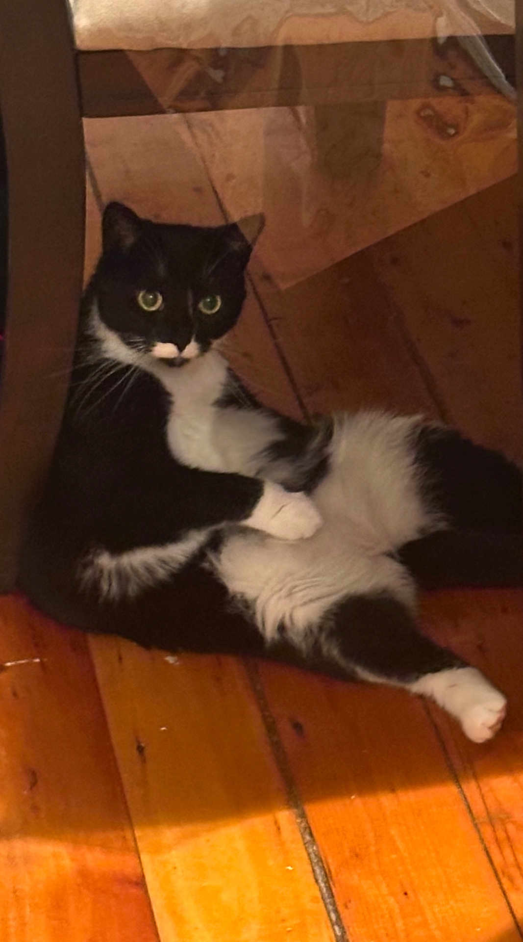 Maiya joined the competition — help win amazing prizes! animal, black_and_white, cat, cozy, curious, cute, domestic_cat, feline, fur, green_eyes, home, indoor, looking, lying_down, paw, pet, relaxed, resting, whiskers, wooden_floor