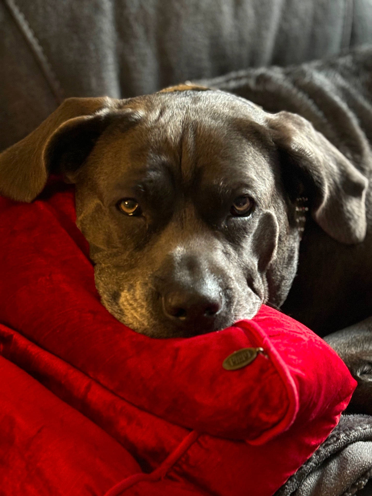 Mila joined the competition — help win amazing prizes! borador, canidae, carnivore, collar, companion_dog, dog, dog_breed, dog_collar, dog_supply, fawn, fur, gun_dog, liver, non_sporting_group, puppy, sporting_group, terrestrial_animal, whiskers, working_animal