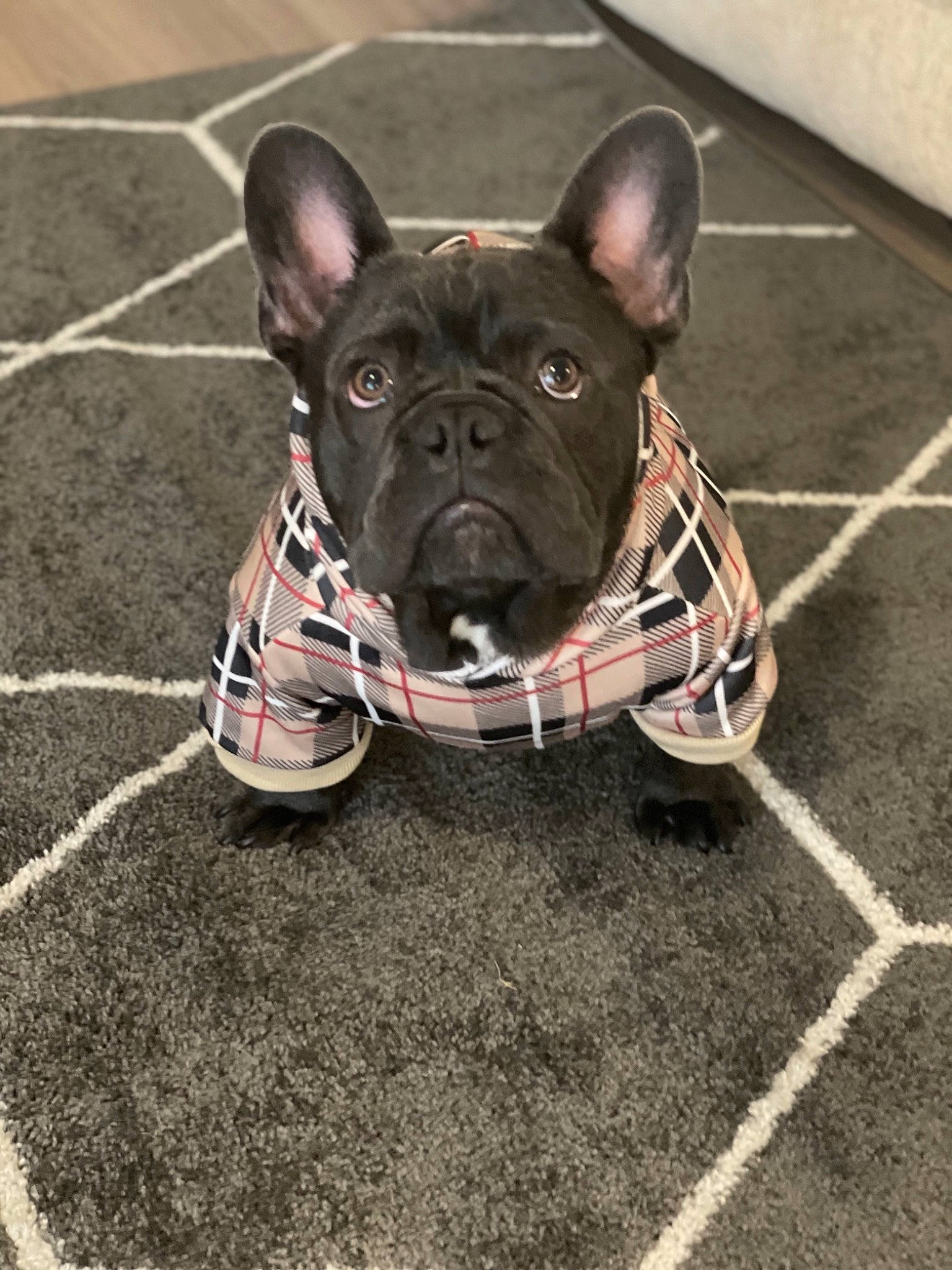Winston joined the competition — help win amazing prizes! asphalt, bulldog, canidae, carnivore, collar, companion_dog, dog, dog_breed, dog_collar, fashion_accessory, fawn, french_bulldog, grass, leash, snout, sporting_group, terrestrial_animal, toy_dog, whiskers, working_animal