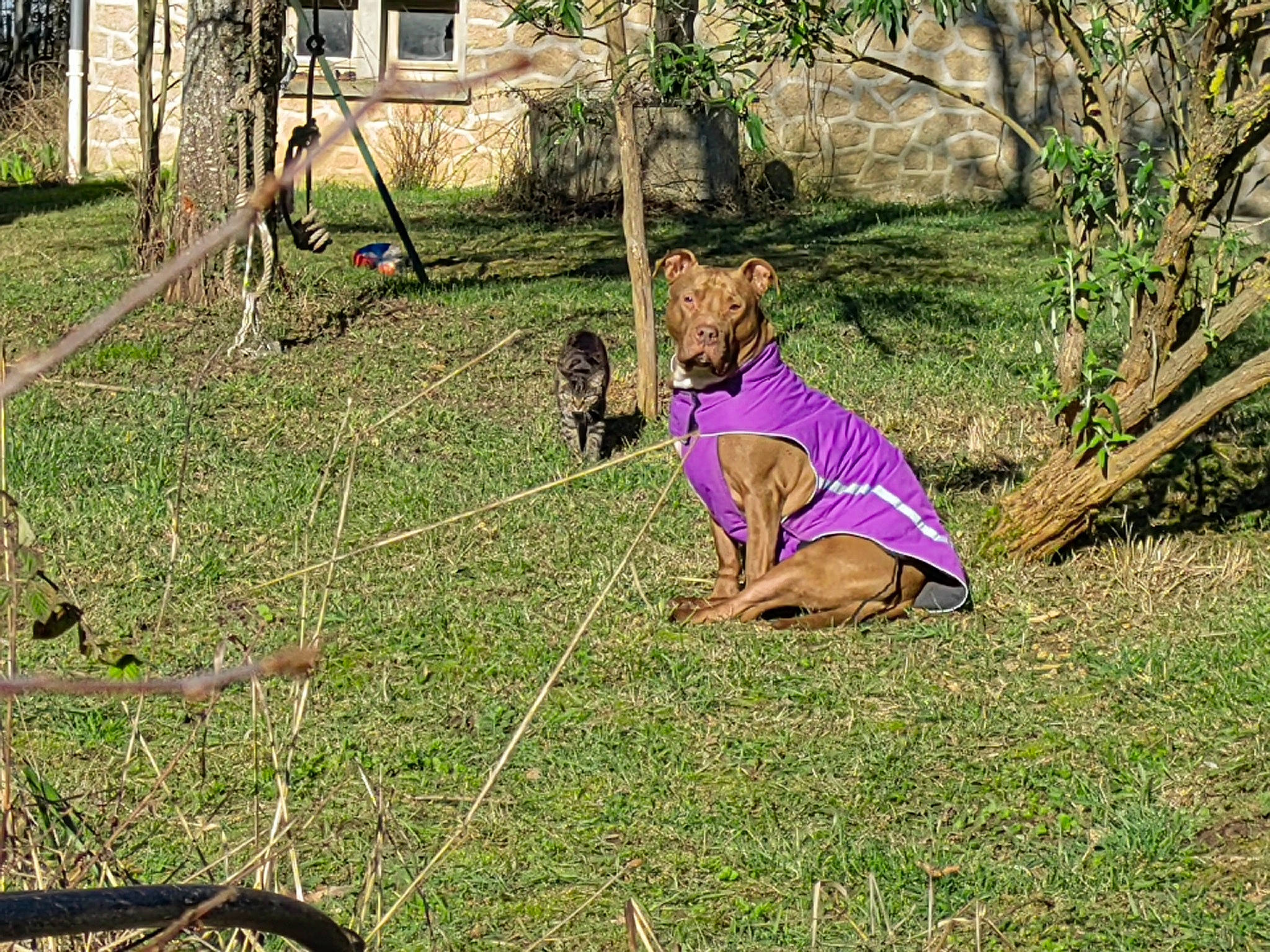 Prada participe au concours pour gagner de l'argent avec cette photo : canidae, carnivore, garden, grass, grassland, groundcover, landscape, lawn, leisure, magenta, pasture, people_in_nature, plant, recreation, soil, sporting_group, tints_and_shades, tree, window, yard