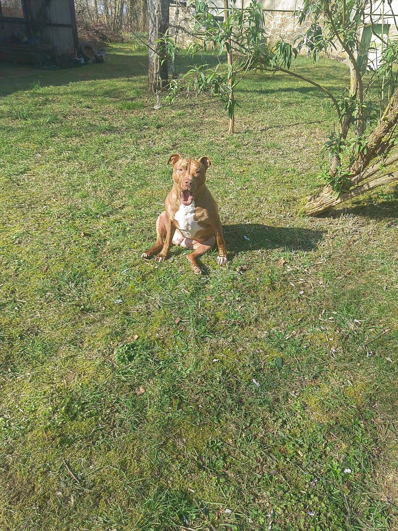 Prada participe au concours pour gagner de l'argent avec cette photo : canidae, carnivore, companion_dog, dog_breed, fawn, felidae, grass, grassland, groundcover, landscape, meadow, pasture, people_in_nature, plant, sporting_group, tail, terrestrial_animal, tints_and_shades, tree, trunk