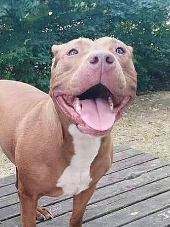 Prada a rejoint le concours — aidez-le/la à gagner de superbes lots ! ancient_dog_breeds, art, canidae, carnivore, companion_dog, cordoba_fighting_dog, dog, dog_breed, fawn, grass, jaw, liver, non_sporting_group, pet_supply, snout, sporting_group, terrestrial_animal, water, whiskers, working_animal