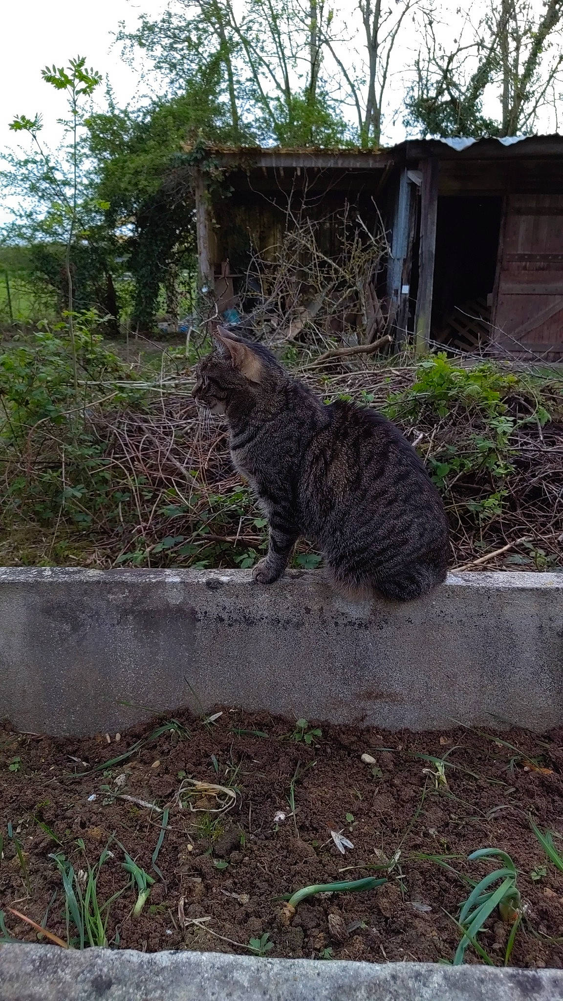 Siarra a rejoint le concours — aidez-le/la à gagner de superbes lots ! carnivore, cat, domestic_short_haired_cat, felidae, fur, grass, groundcover, lynx, plant, shrub, sky, small_to_medium_sized_cats, snout, soil, tail, terrestrial_animal, tree, trunk, whiskers, wood