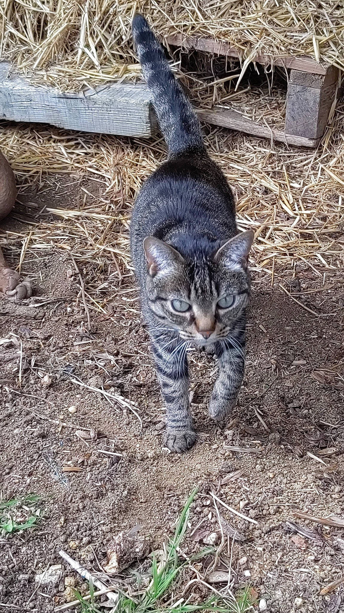 Siarra participe au concours pour gagner de l'argent avec cette photo : carnivore, cat, claw, comfort, domestic_short_haired_cat, eye, felidae, fur, grass, head, paw, small_to_medium_sized_cats, snout, soil, tail, terrestrial_animal, tree, whiskers, wildlife, wood