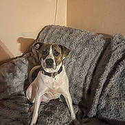 Petey joined the competition — help win amazing prizes! dog, pet, canine, sitting, indoors, couch, blanket, fuzzy, brown_and_white, collar, portrait, front_view, wide_eyes, floppy_ears, home, living_room, furniture, cozy, animal, photography