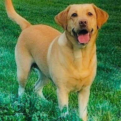 Ellie Mae is registered to the contest to win money with this photo: dog, labrador, golden_retriever, grass, outdoor, pet, canine, happy, tongue_out, tail_up, nature, greenery, animal, mammal, playful, standing, friendly, summer, daylight, cute