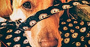 Ellie Mae is registered to the contest to win money with this photo: dog, golden_retriever, close_up, fabric, pattern, snout, pet, animal, curious, playful, warm_lighting, texture, indoors, portrait, face, canine, eyes, ears, nose, soft_focus