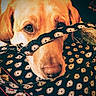 dog, golden_retriever, close_up, fabric, pattern, snout, pet, animal, curious, playful, warm_lighting, texture, indoors, portrait, face, canine, eyes, ears, nose, soft_focus