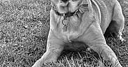 Ellie Mae is registered to the contest to win money with this photo: animal, black_and_white, canine, collar, cute, dog, ears, friendly, fur, grass, happy, laying_down, mammal, nature, outdoor, pet, playful, portrait, relaxed, tongue_out