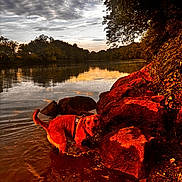 Ellie Mae is registered to the contest to win money with this photo: dog, water, lake, rocks, sunset, cloudy_sky, nature, outdoor, animal, reflection, trees, shore, playful, canine, landscape, evening, wildlife, scenic, water_edge, vibrant_colors