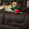 Ellie Mae is registered to the contest to win money with this photo: dog, labrador, toy, frisbee, ball, indoor, living_room, recliner, brown_furniture, wooden_floor, pet, playful, canine, mouth, resting, cozy, home, animal, fur, cute