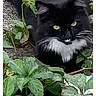 alert, animal, black_cat, cat, closeup, fluffy, foliage, garden, leaves, long_hair, outdoor, pet, plants, portrait, sitting, smartphone_screenshot, social_media, whiskers, white_chest, yellow_eyes