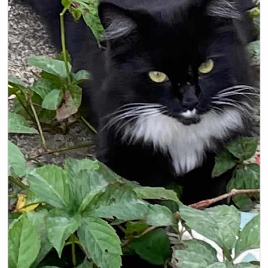 Luna